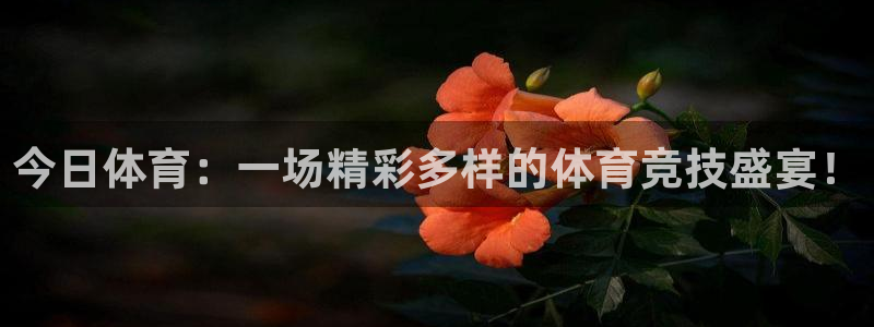 今日体育：一场精彩多样的体育竞技盛宴！