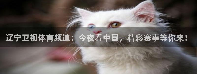 辽宁卫视体育频道：今夜看中国，精彩赛事等你来！