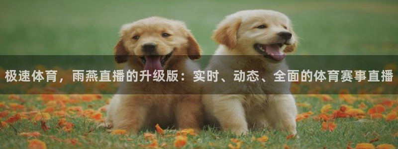 极速体育，雨燕直播的升级版：实时、动态、全面的体育赛事直播