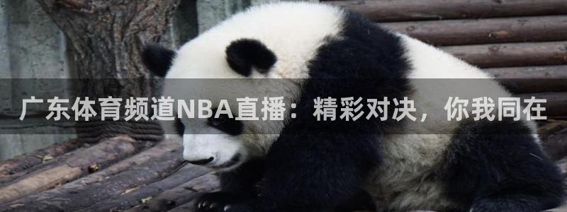 广东体育频道NBA直播：精彩对决，你我同在