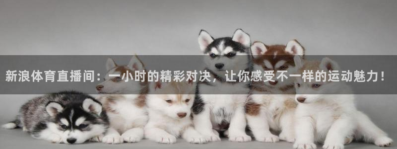 新浪体育直播间：一小时的精彩对决，让你感受不一样的运动魅力！