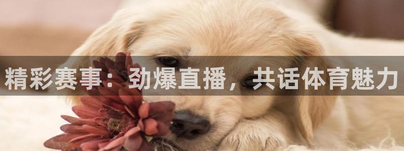 精彩赛事：劲爆直播，共话体育魅力