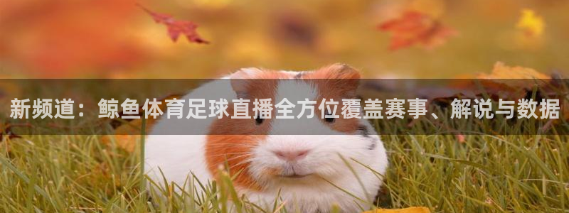 新频道：鲸鱼体育足球直播全方位覆盖赛事、解说与数据